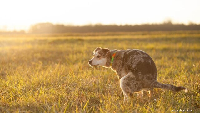 Dry and Crumbly Dog Poop: 7 Common Causes and How to Address Them