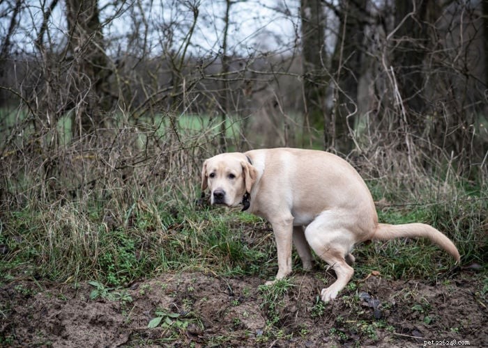Dry and Crumbly Dog Poop: 7 Common Causes and How to Address Them
