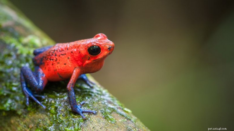 12 Vibrant Frog Species: From Poisonous Dazzle to Rare Beauties