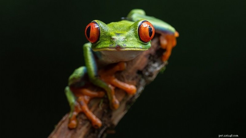 Red‑Eyed Tree Frog: Sensitivity, Habitat, and Care Guide