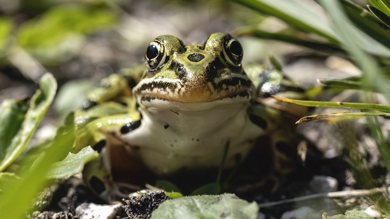 8 North American Frog and Toad Species You’ll Encounter