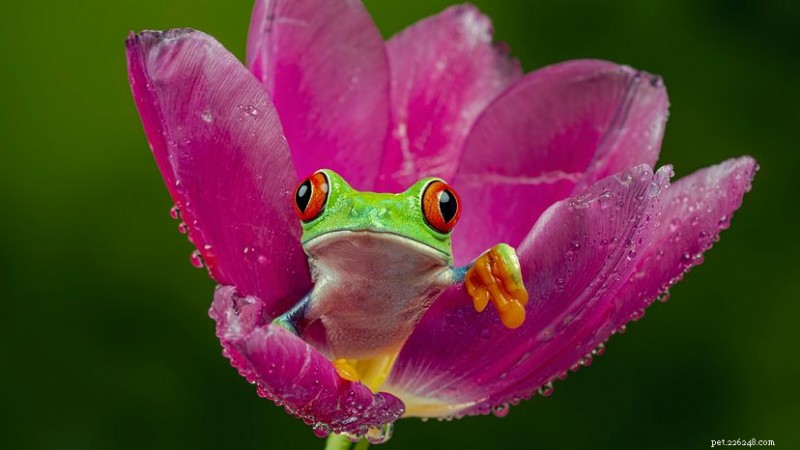 Inside a Frog: How Their Anatomy Enables Jumping, Breathing, and Survival