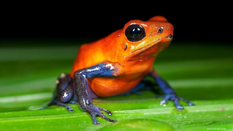 The 7 Most Toxic Poison Dart Frogs: Colors, Toxins, and Conservation Threats