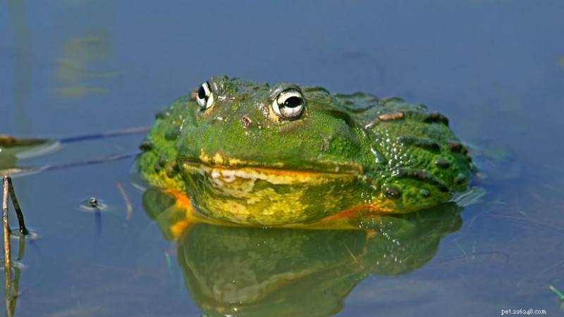 Pixie Frog (African Giant Bullfrog): Size, Behavior, and Care Guide