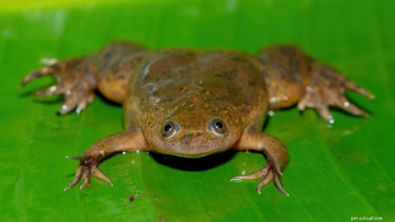 African Clawed Frog (Xenopus laevis): From Pregnancy Test Pioneer to Global Invasive Threat