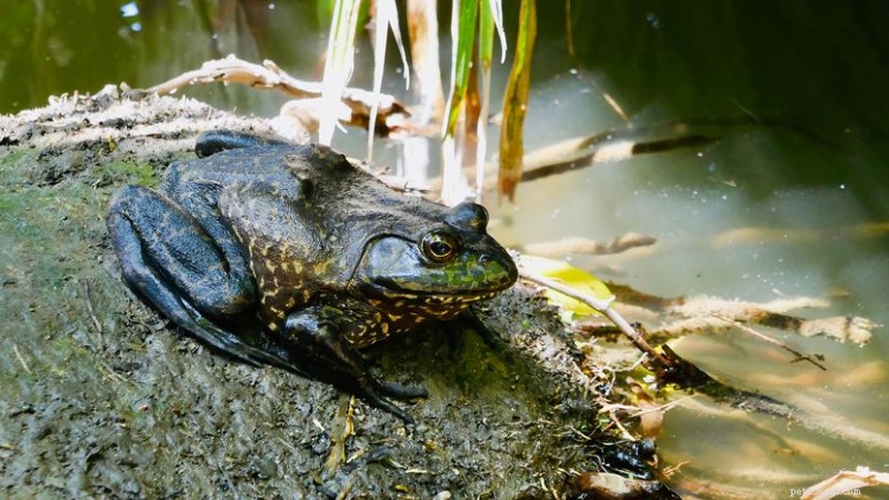 The Bullfrog: North America’s Largest Amphibian and Its Global Invasive Impact
