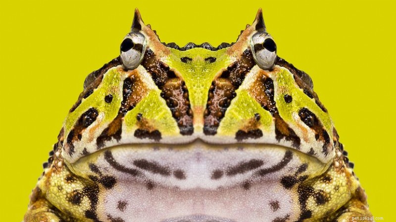 Horned Frog (Ceratophrys): The Ambush Predator That Swallows Snakes