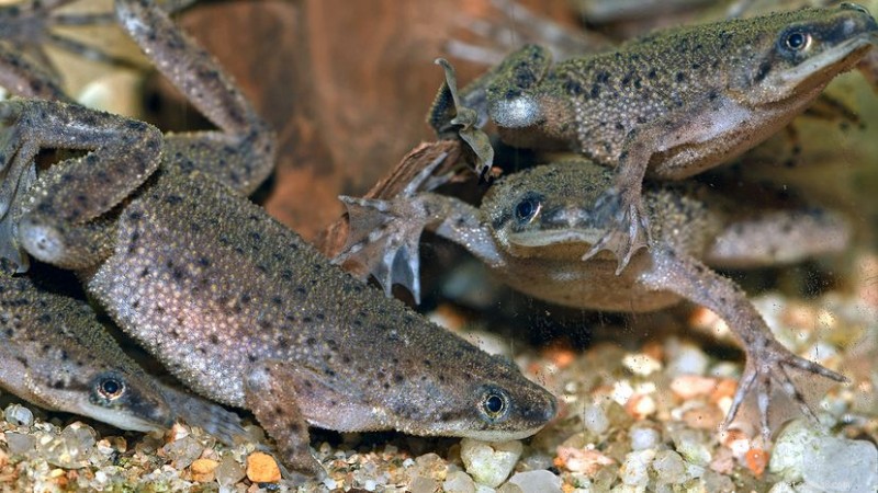 African Dwarf Frog Care Guide: Low‑Maintenance Aquatic Pets