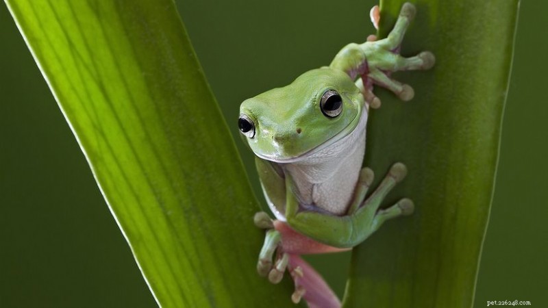 Tree Frogs: Master Climbers, Communicators, and Skin‑Breathers