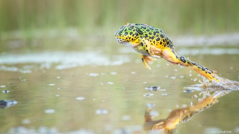 Pacman Frog Care 101: Habitat, Feeding, and Lifespan Explained