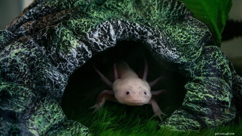 Axolotl Color Variations: From Wild Types to Lab‑Made and Digital Fantasies