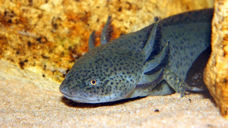 Axolotl Life Expectancy: Captivity Doubles Wild Lifespan
