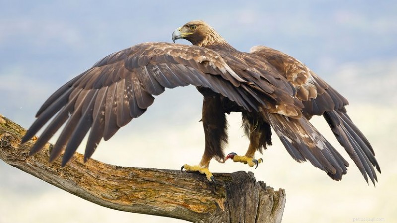 Mexico’s National Bird: The Golden Eagle’s Legacy and the Aztec Flag Legend