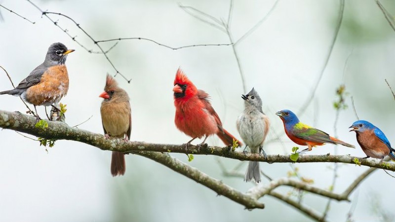 What Is a Group of Robins Called? Expert Answer
