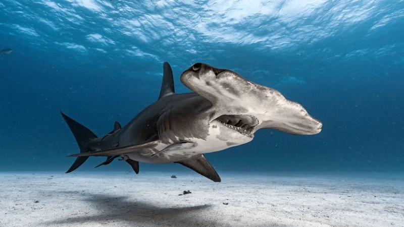 10 Rare Shark Species Threatened by Human Activities