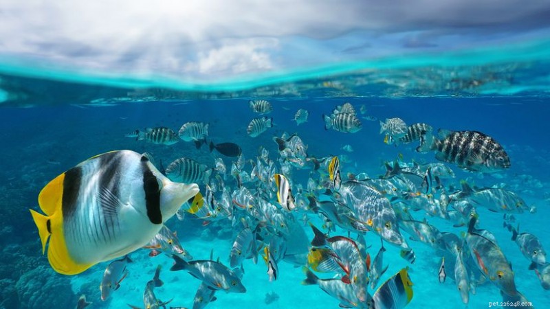 School vs. Shoal: The Science Behind Fish Grouping