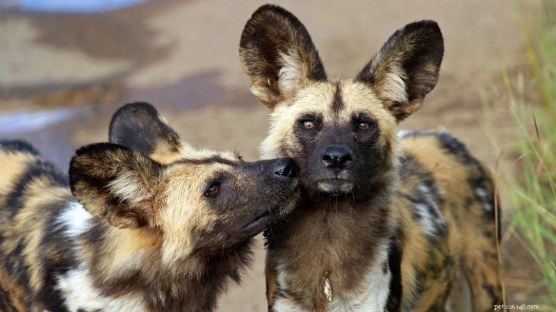 11 Wild Dog Species You Won’t Find in Your Backyard