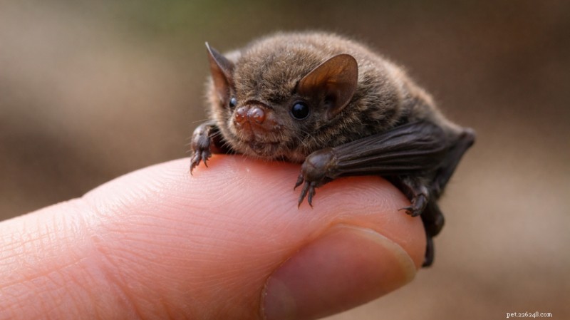 Kitti’s Hog‑Nosed Bat: The World’s Smallest Mammal, a Bumblebee in Size