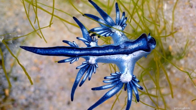 The Blue Dragon Sea Slug: A Tiny Predator that Harnesses Venom for Survival