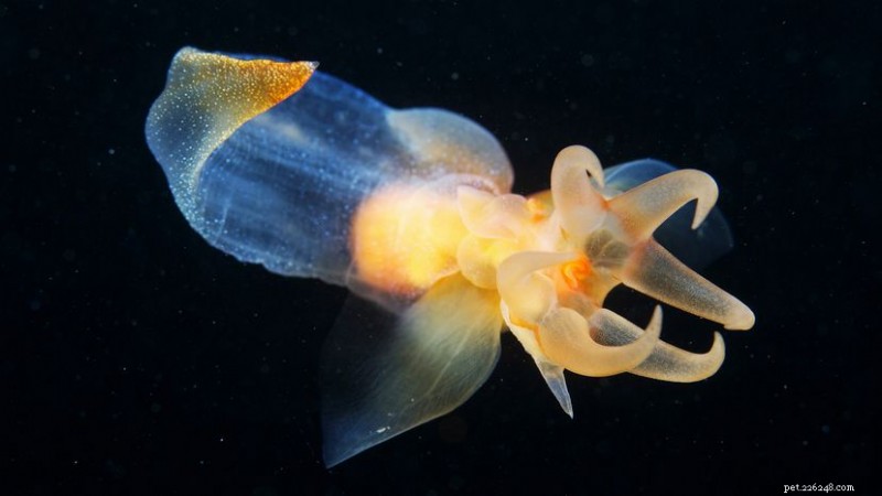 Sea Angels: Tiny, Transparent Predators That Glide Like Angels