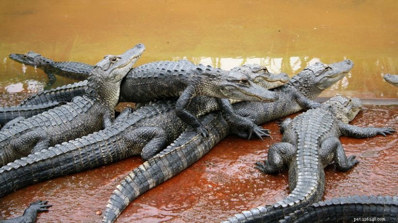 What Is the Collective Noun for Alligators? The Official Term Explained