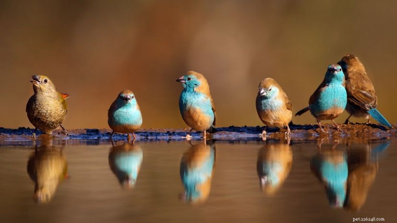 What Animal Group Is Known as a  Charm ? The Story Behind Finches and Their Poetic Collective Noun