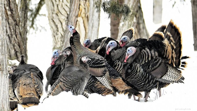 What Is a Wild Turkey Group Called? Understanding Rafters, Gangs, and Posse