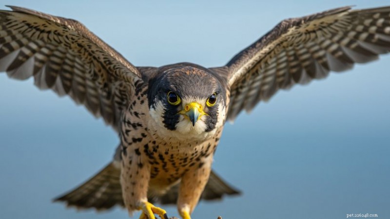 What Is a Group of Falcons Called? Falcons Gather as a Cast, Not a Flock