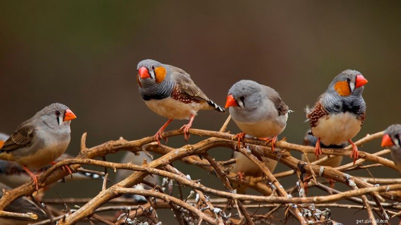 Beyond a Flock: The Fascinating Collective Nouns That Define Bird Groups