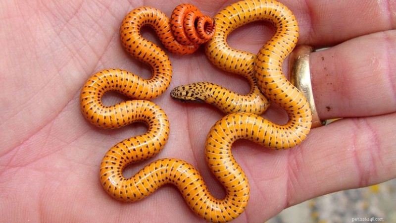 10 Adorable Snakes That Captivate Nature Lovers