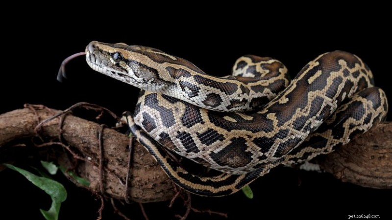 Python vs. Anaconda: A Clear Comparison of the Language and the Data‑Science Distribution