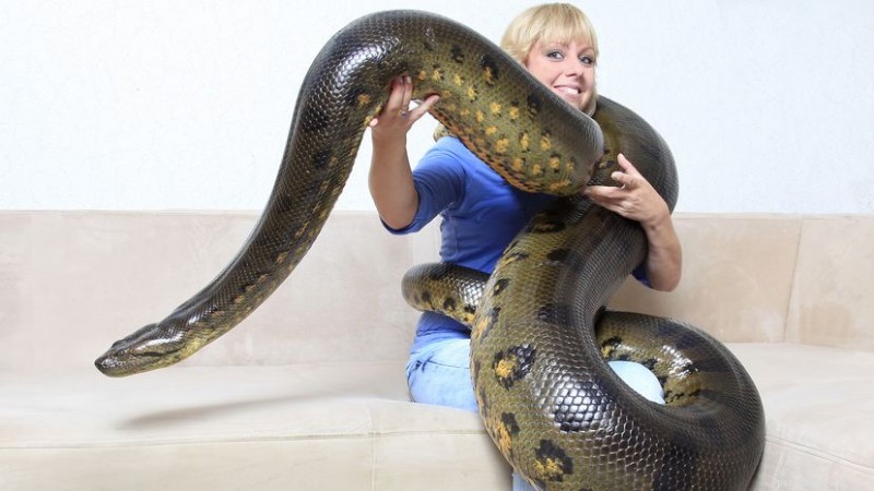 The Record‑Holding Green Anaconda: Heaviest Snake on Earth