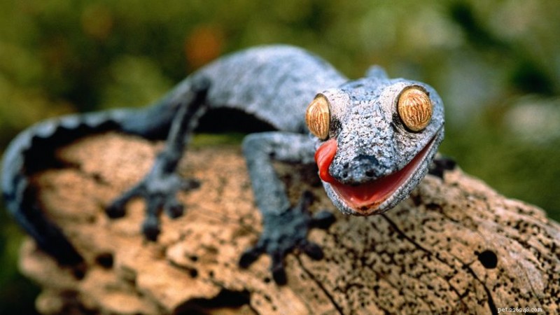 Reptiles Unveiled: Four Orders, One New Zealand‑Only Species