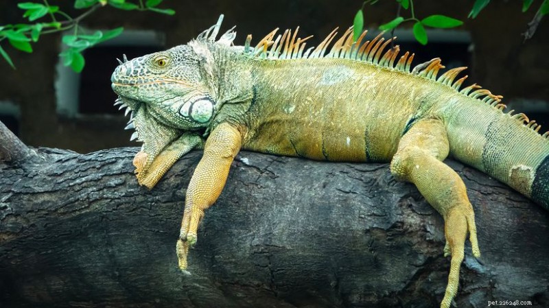 The Green Iguana: 7‑Foot‑Long Lizard, Habitat, Behavior, and Conservation Status