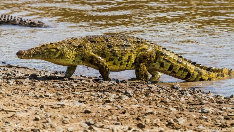 Nile Crocodile: Africa’s Majestic Waterway Predator