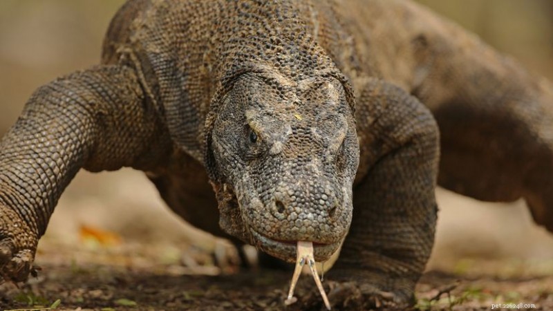 Komodo Dragons: Apex Predators That Occasionally Consume Their Own Young