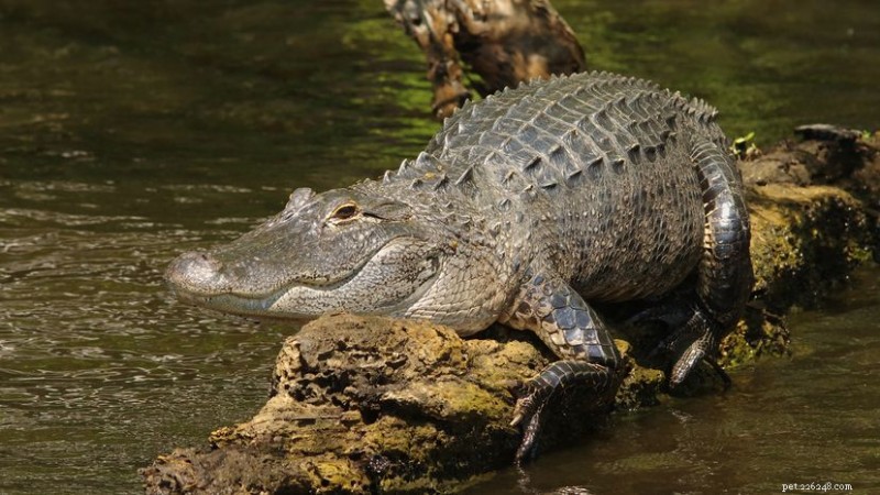 The American Alligator: Size, Behavior, and Common Misconceptions
