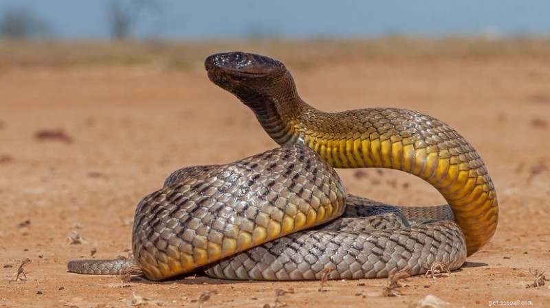 Inland Taipan: Australia’s Most Potent Venomous Snake