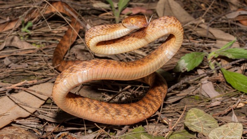 The Brown Tree Snake: How an Invasive Reptile Devastated Guam’s Avifauna