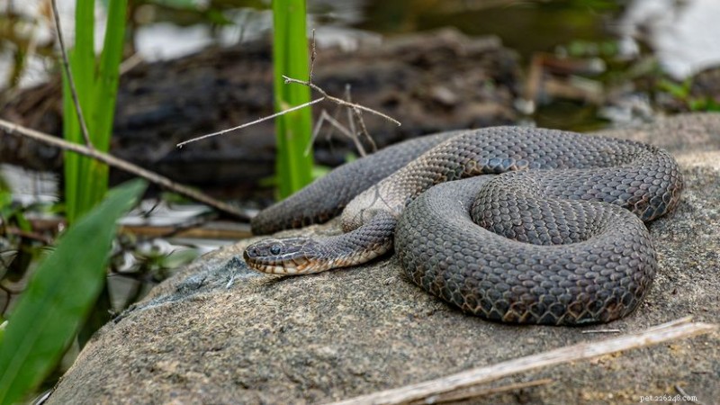 Plain‑Bellied Water Snake (Nerodia erythrogaster): Habitat, Behavior, and Conservation