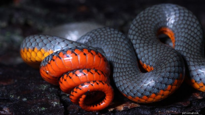 Spotting Red‑and‑Black Snakes: Identification, Venom Status, and Safety Tips