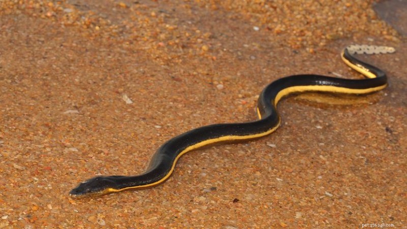 The Yellow-Bellied Sea Snake: A Master of the Open Ocean