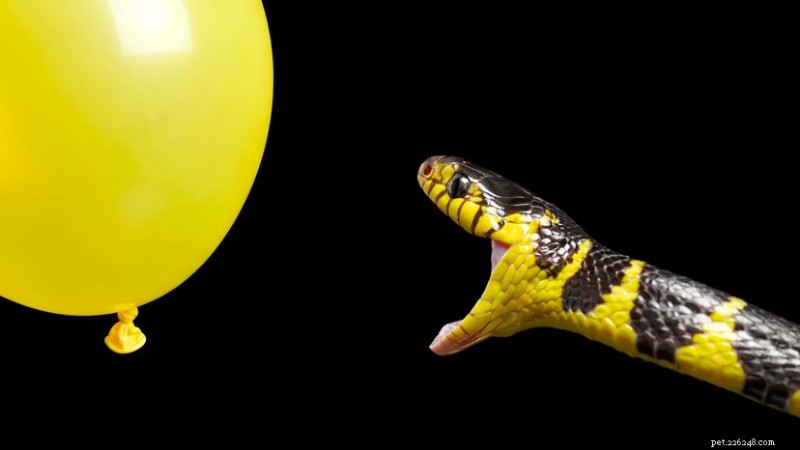 5 Black‑and‑Yellow Snakes You Should Know About