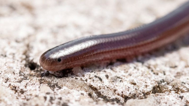 Does Hawaii Have Snakes? A Closer Look at the Islands’ Serpent Status