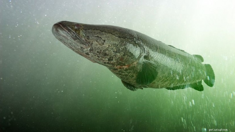 The Snakehead Fish: A Resilient Invasive Predator