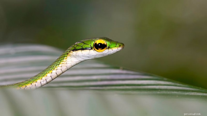 The Elegant Parrot Snake: A 5‑Foot‑Long, Low‑Venom, Forest‑Dwelling Predator