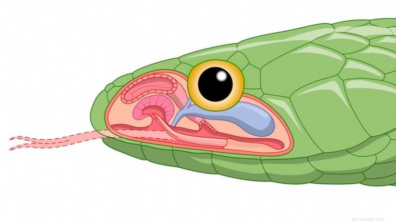 Snake Anatomy Unveiled: Inside the Slithering Marvels