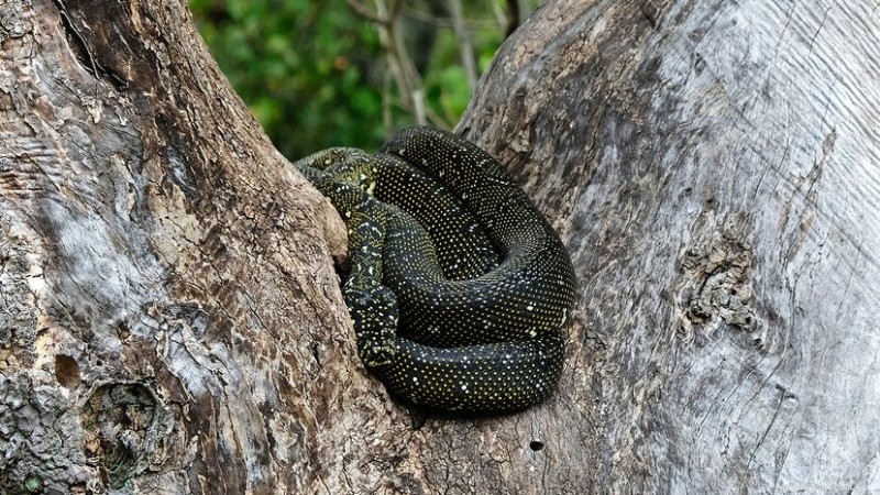 Do Snakes Hibernates? Understanding Brumation in Reptiles