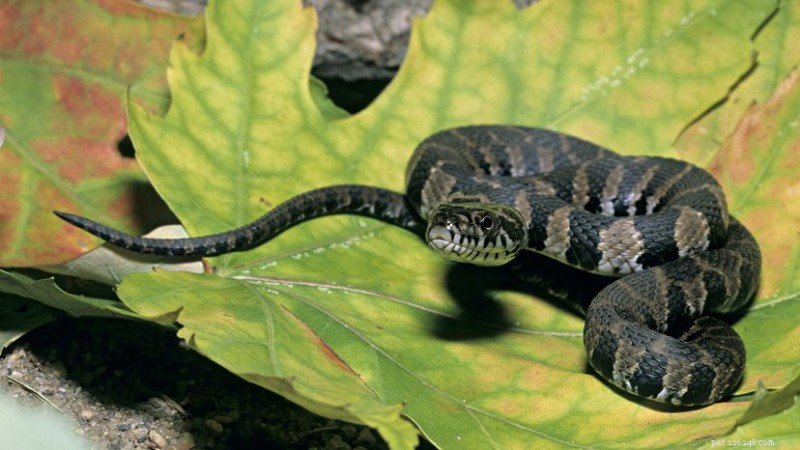 Identifying Water Snakes in Your Local Pond: Key Species and How to Spot Them
