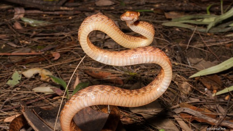 9 Brown Snake Species That May Be Hiding in Leaf Litter Near You